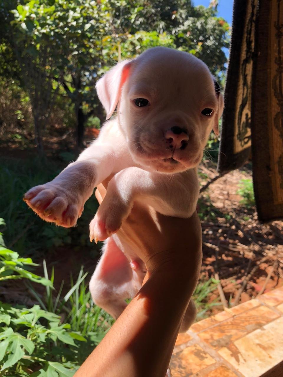 Vendo staffordshire 