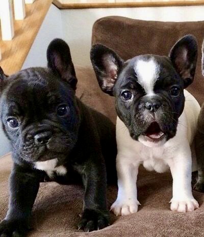Portal Vendocão Bulldog Francês adquira!  Sorocaba 