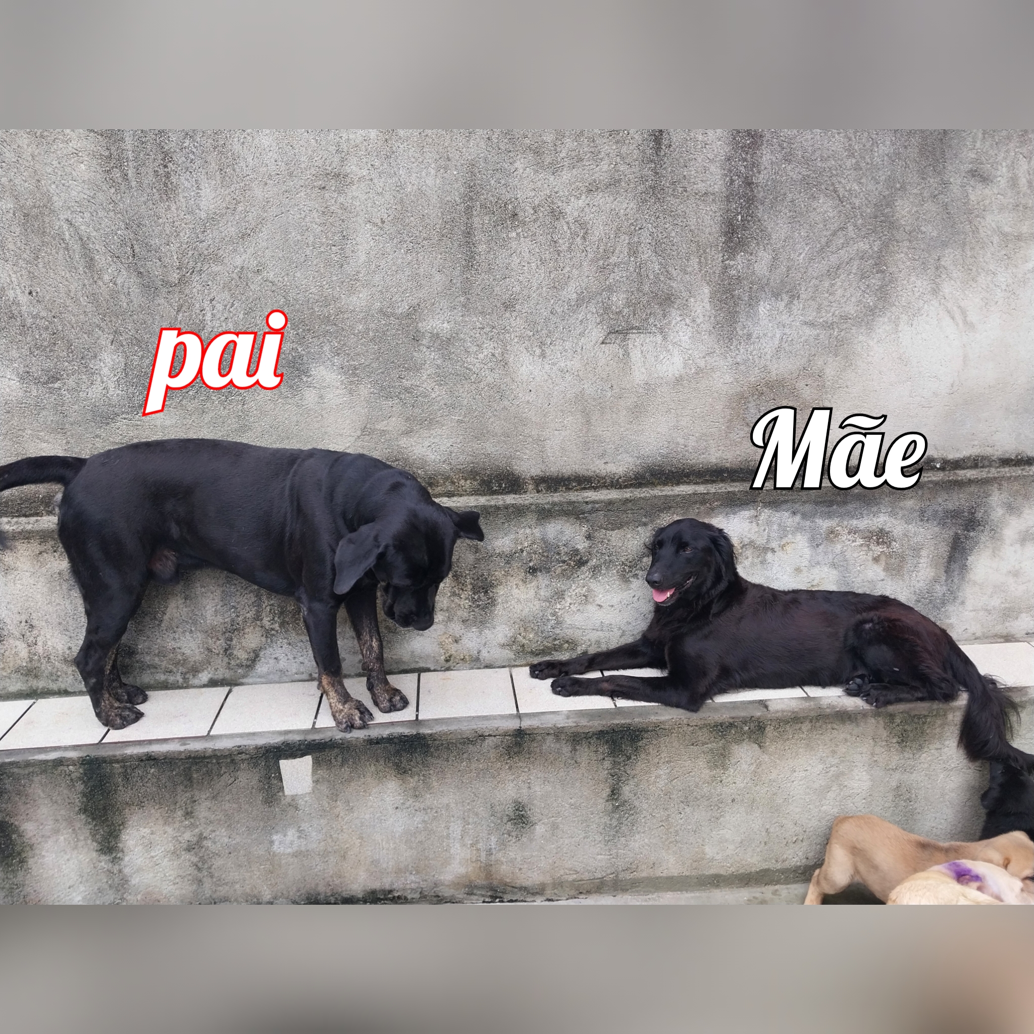 Portal Vendocão Lindos filhotes  São Gonçalo do amarante 