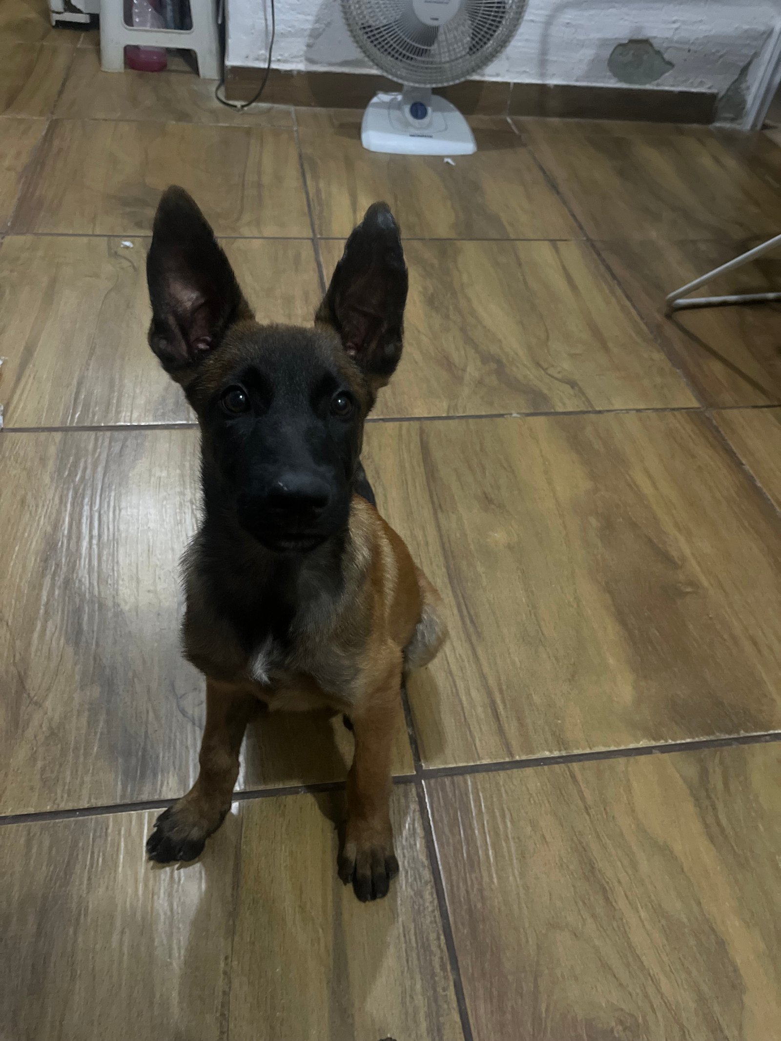 Pastor belga malinois - Foto 1