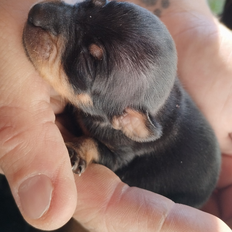 Filhote de pinscher legítimo - Foto 3
