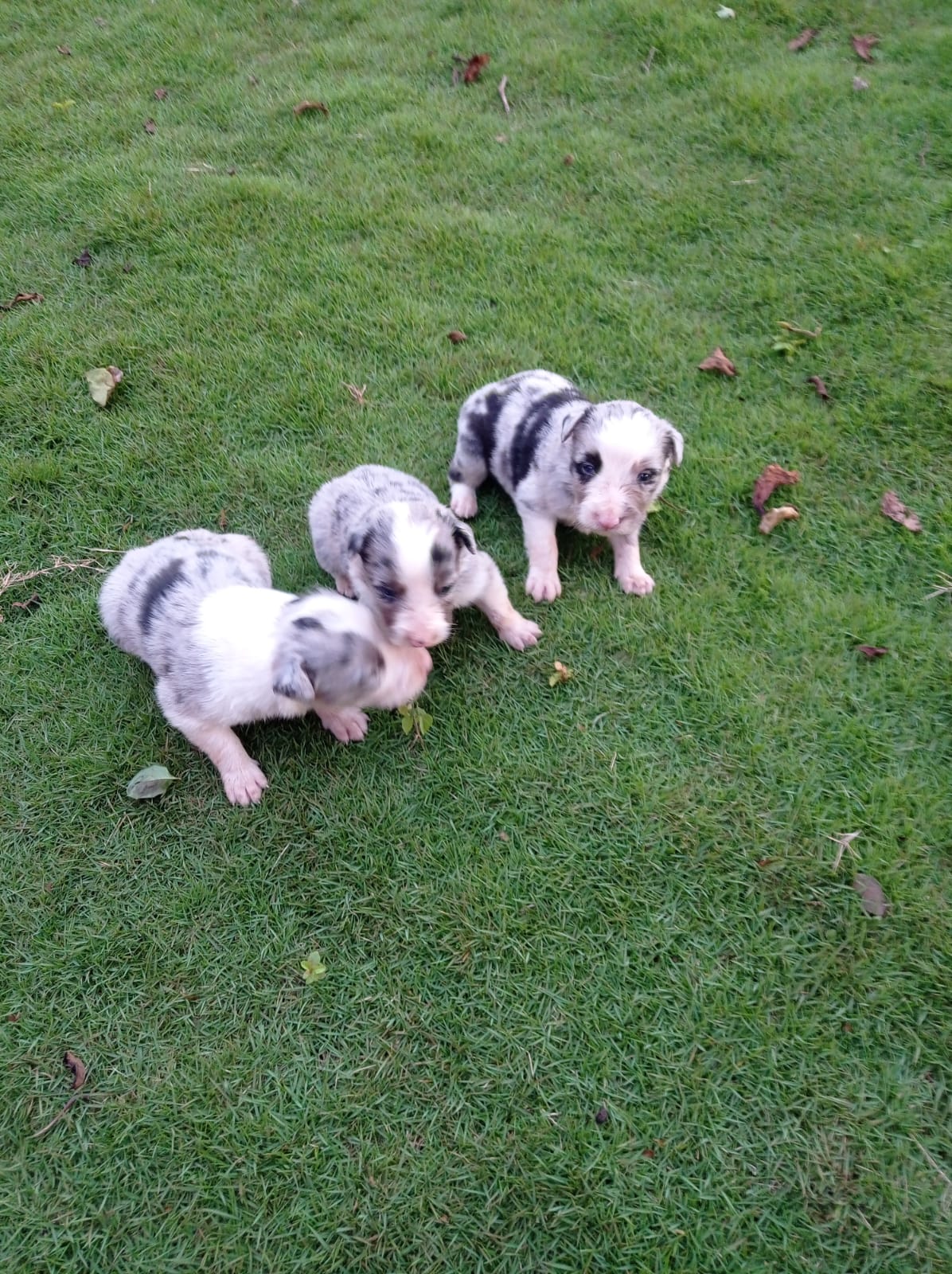 Border Collie Blue merle filhotes - Foto 3