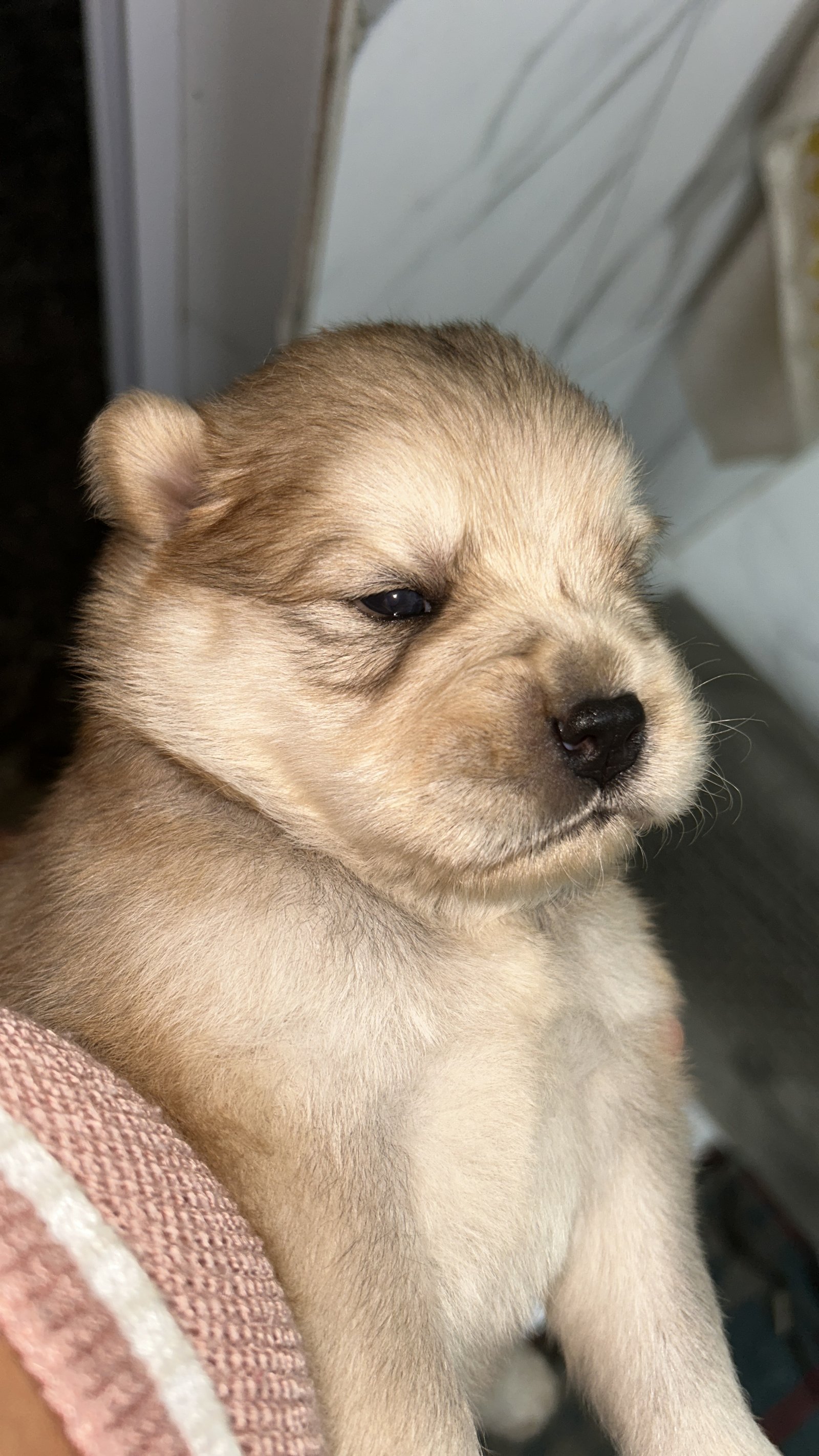Vendo filhotes de chow chow  - Foto 1