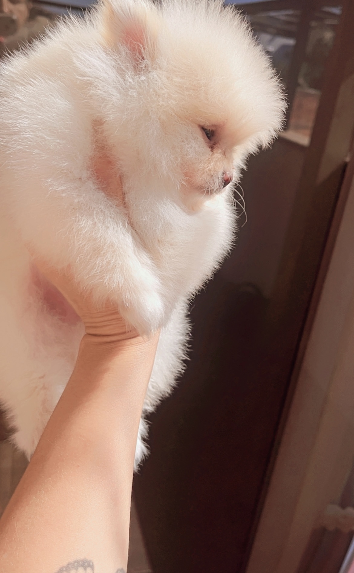 lulu da Pomerania  - Foto 3