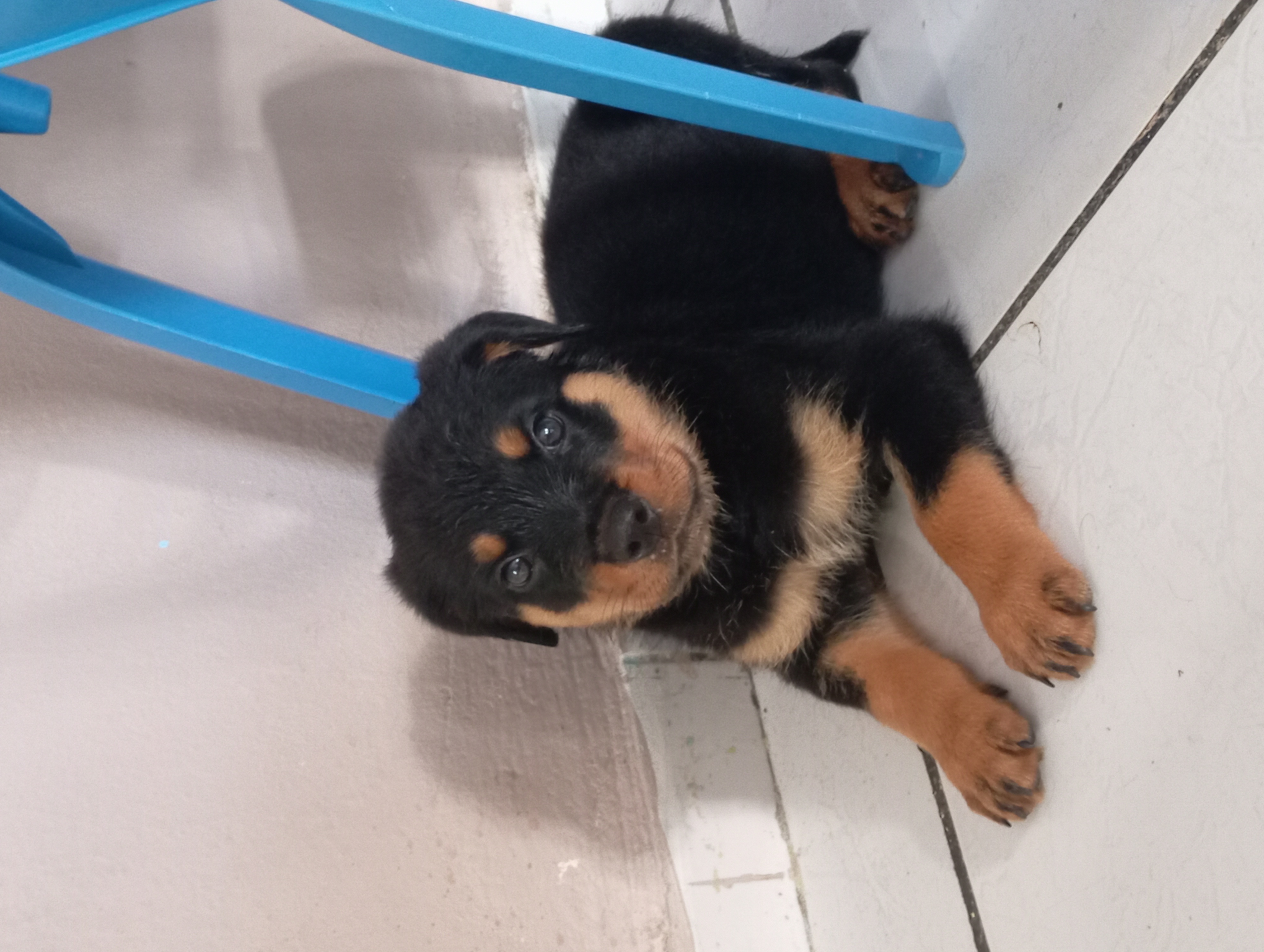 filhote de rottweiler 