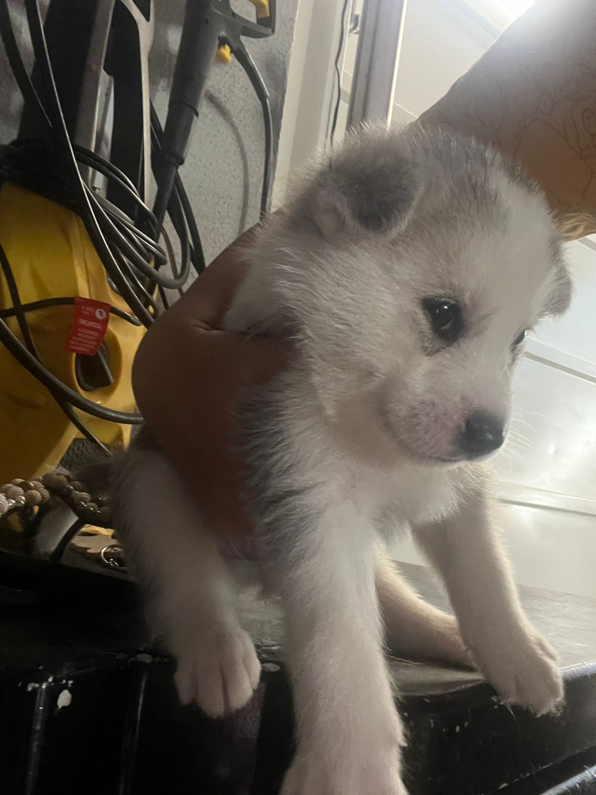 Husky Siberiano  - Foto 1
