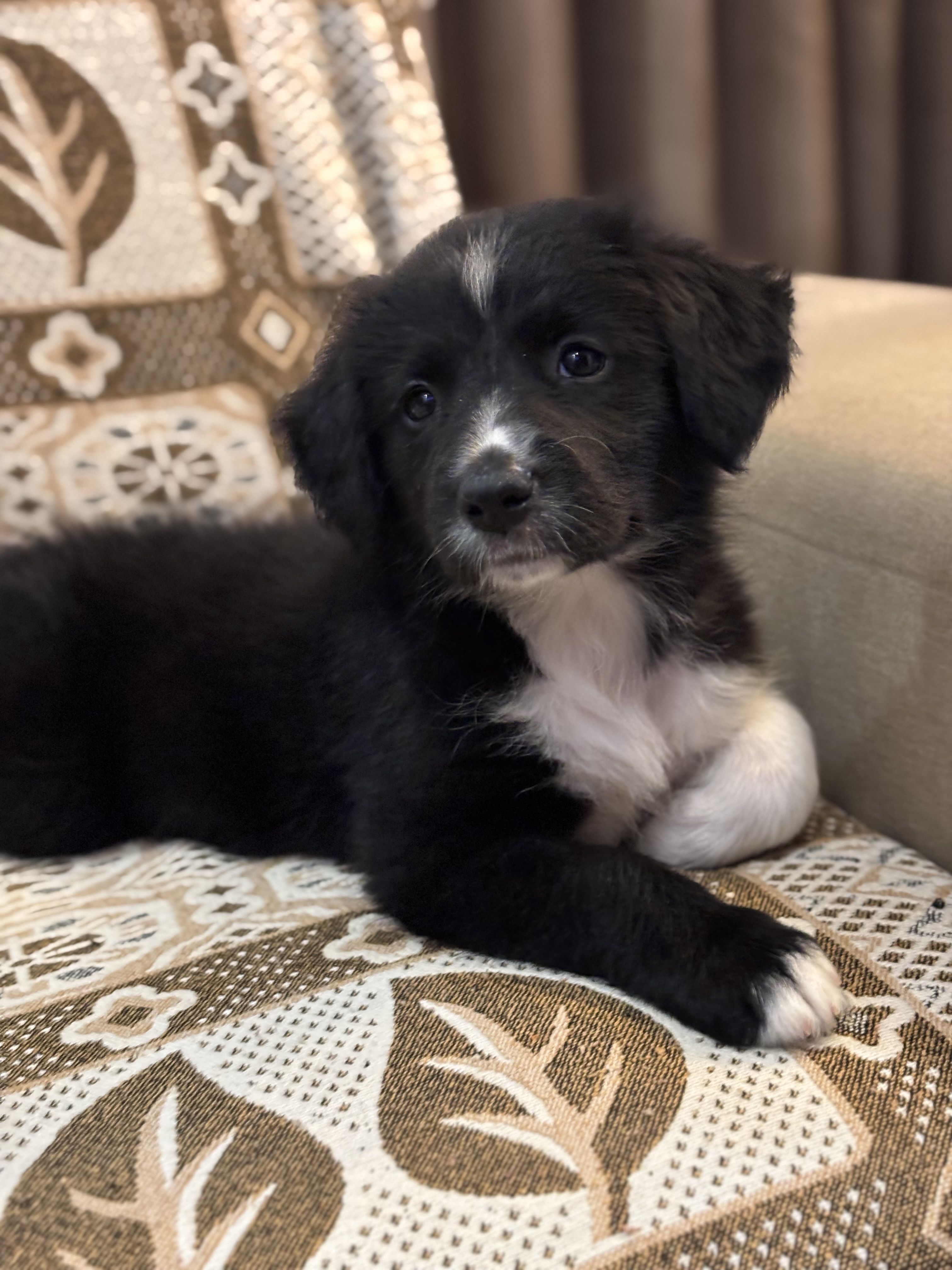 Portal Vendocão Vendo lindos filhotes de border collie  Santa Bárbara mg