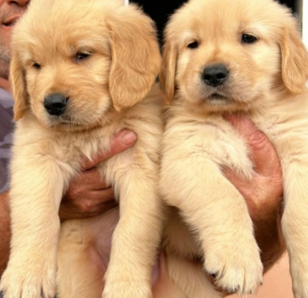 Portal Vendocão Vendo filhote de golden retriever  Ribeirão das Neves