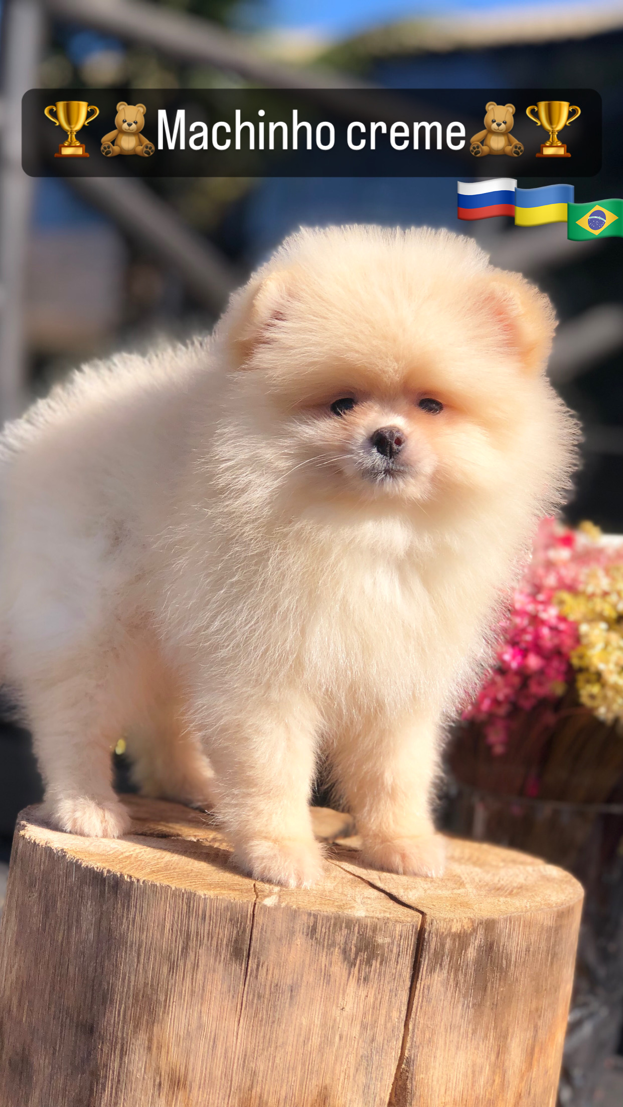 Lindo pomerania linhagem importada - Foto 2