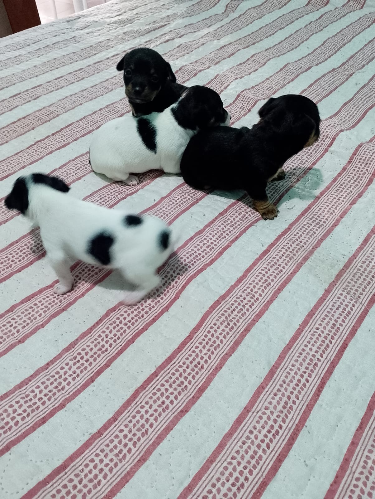 Portal Vendocão Cachorro Pincher puro pequeno  Botelhos