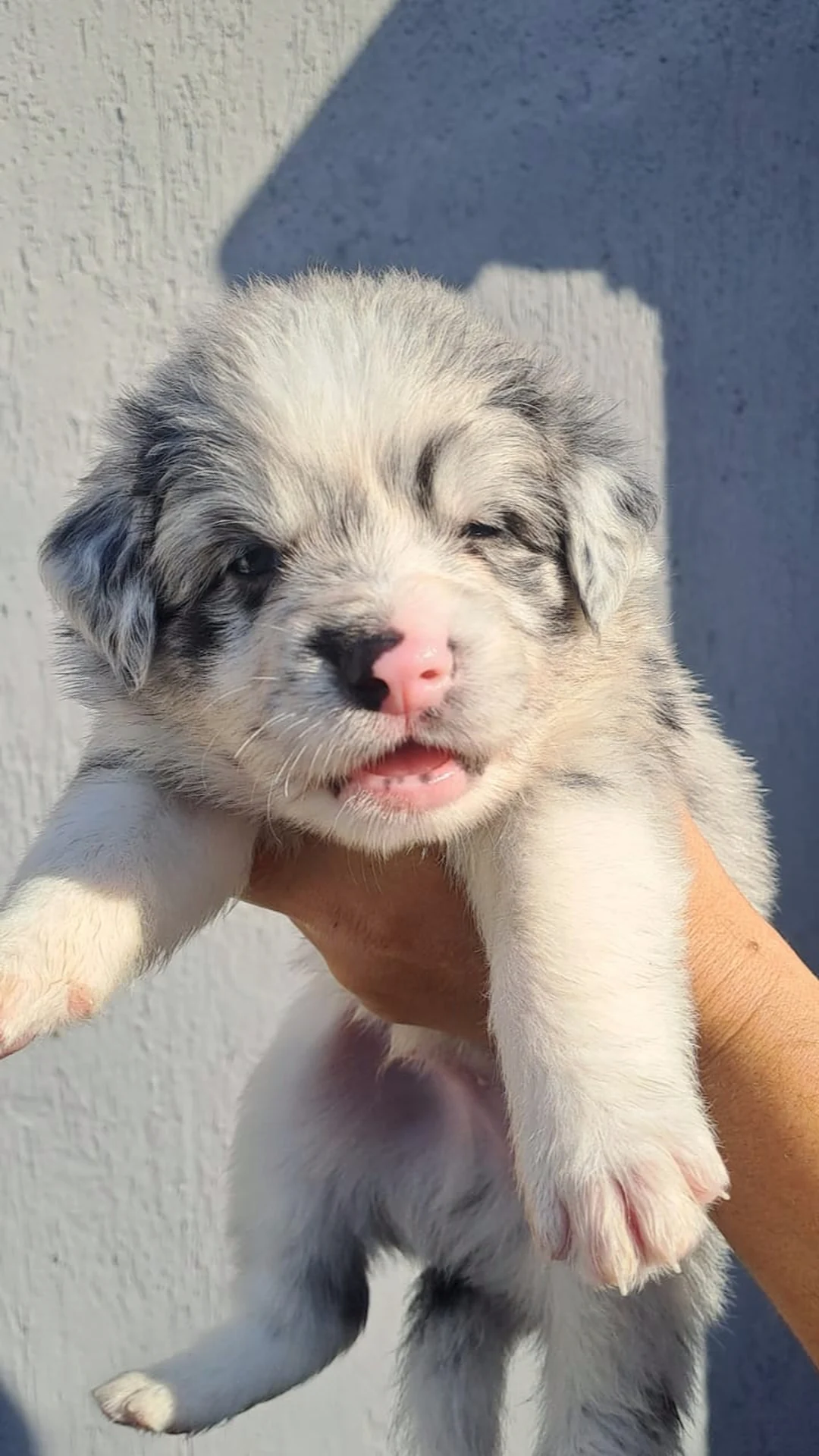 Portal Vendocão Vendo filhote border collie Guaratinguetá