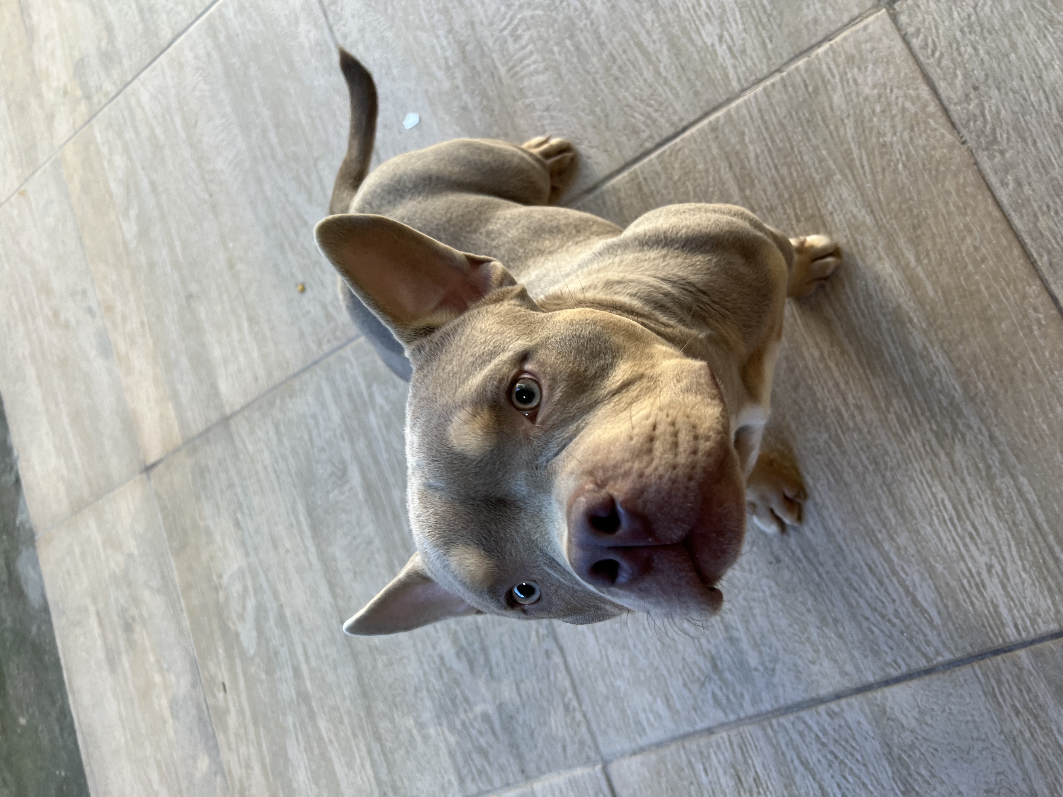 Portal Vendocão Filhote de American Bully JAPERI