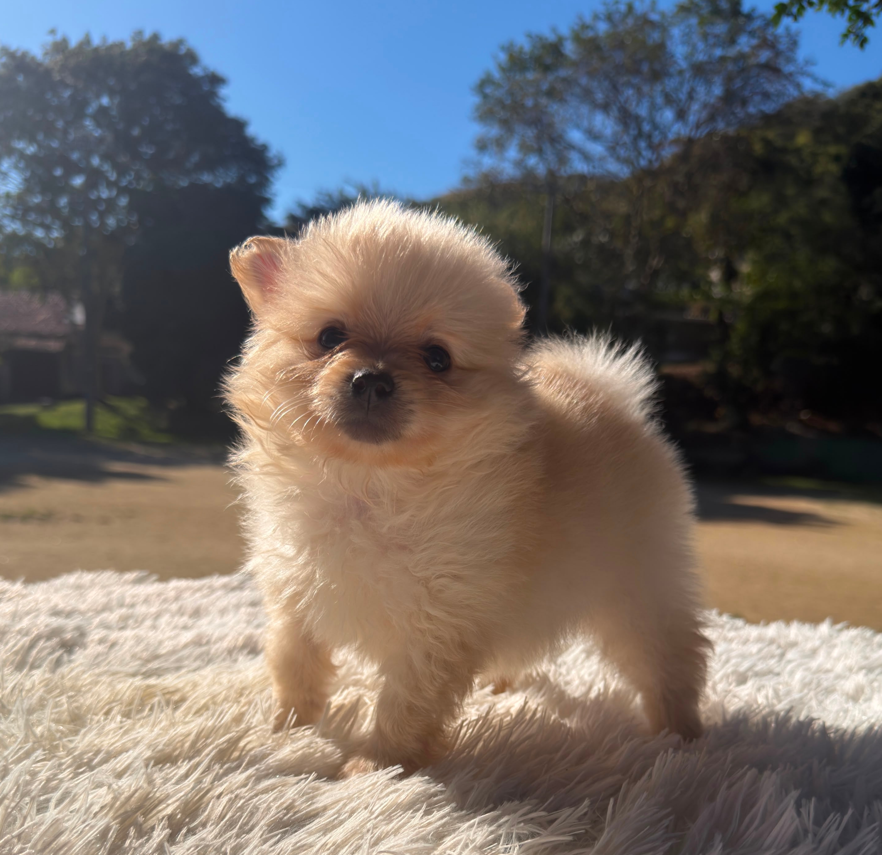 Lulu da Pomerânia creme - Foto 1