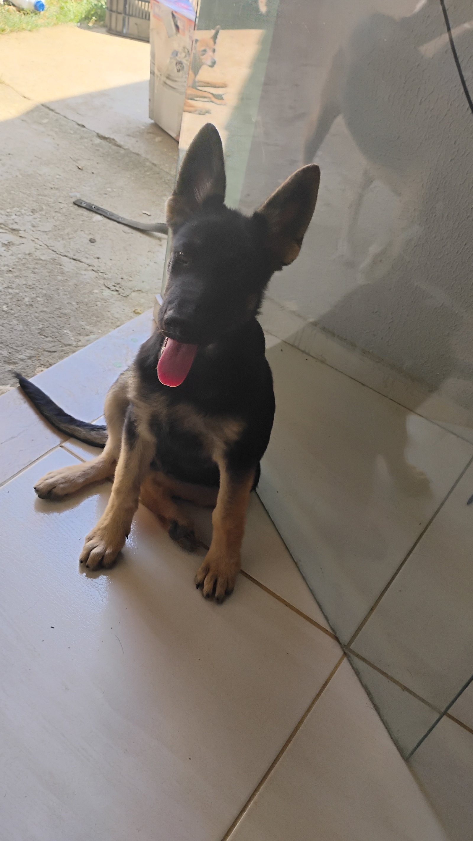 Filhote de pastor alemão fêmea com 3 meses - Foto 1