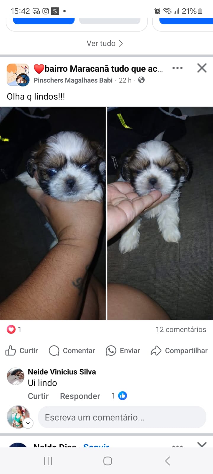 Portal Vendocão Shithzu macho micro Montes Claros