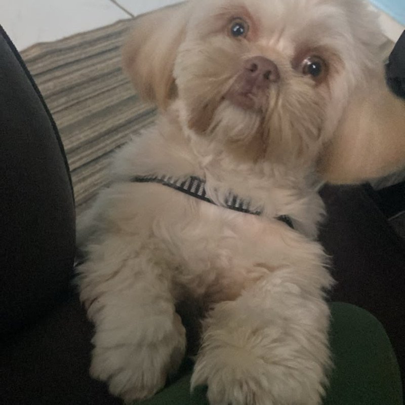 Filhotes de Shih Tzu macho disponível