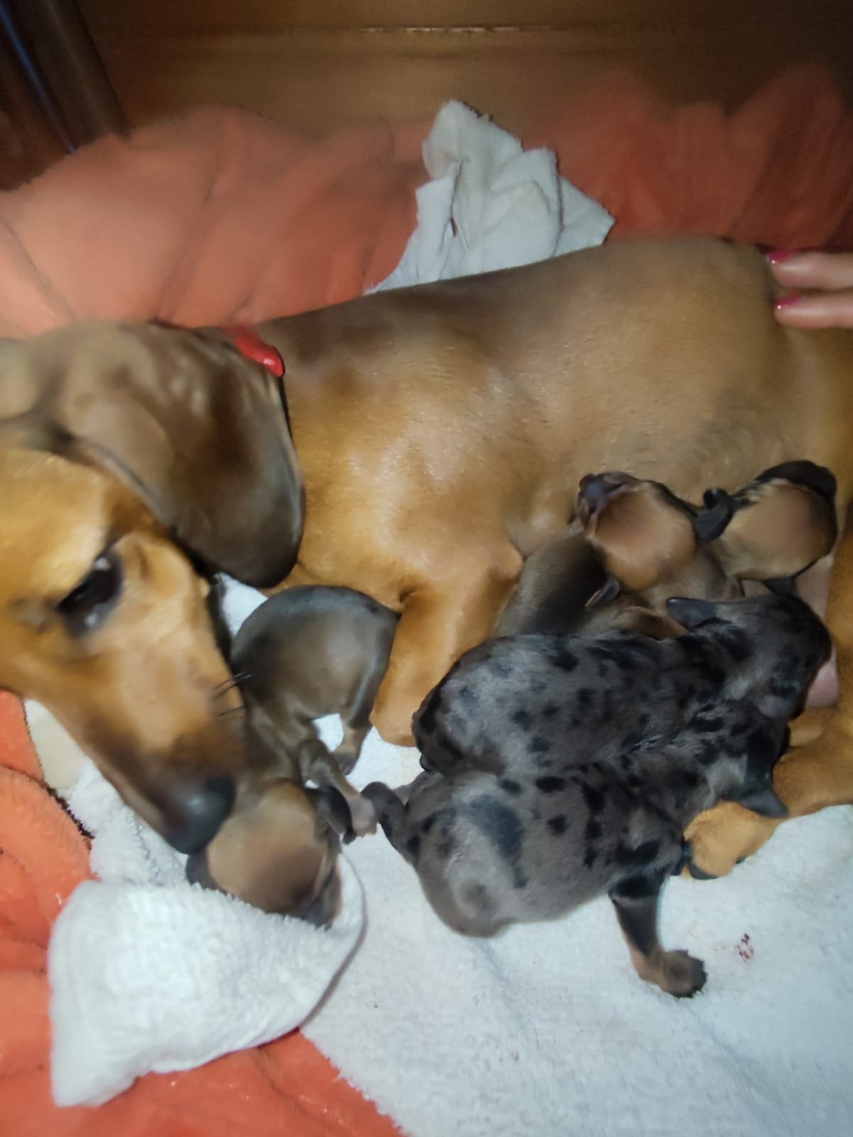 Filhotes dachshund, Cofap, salcicha - Foto 1
