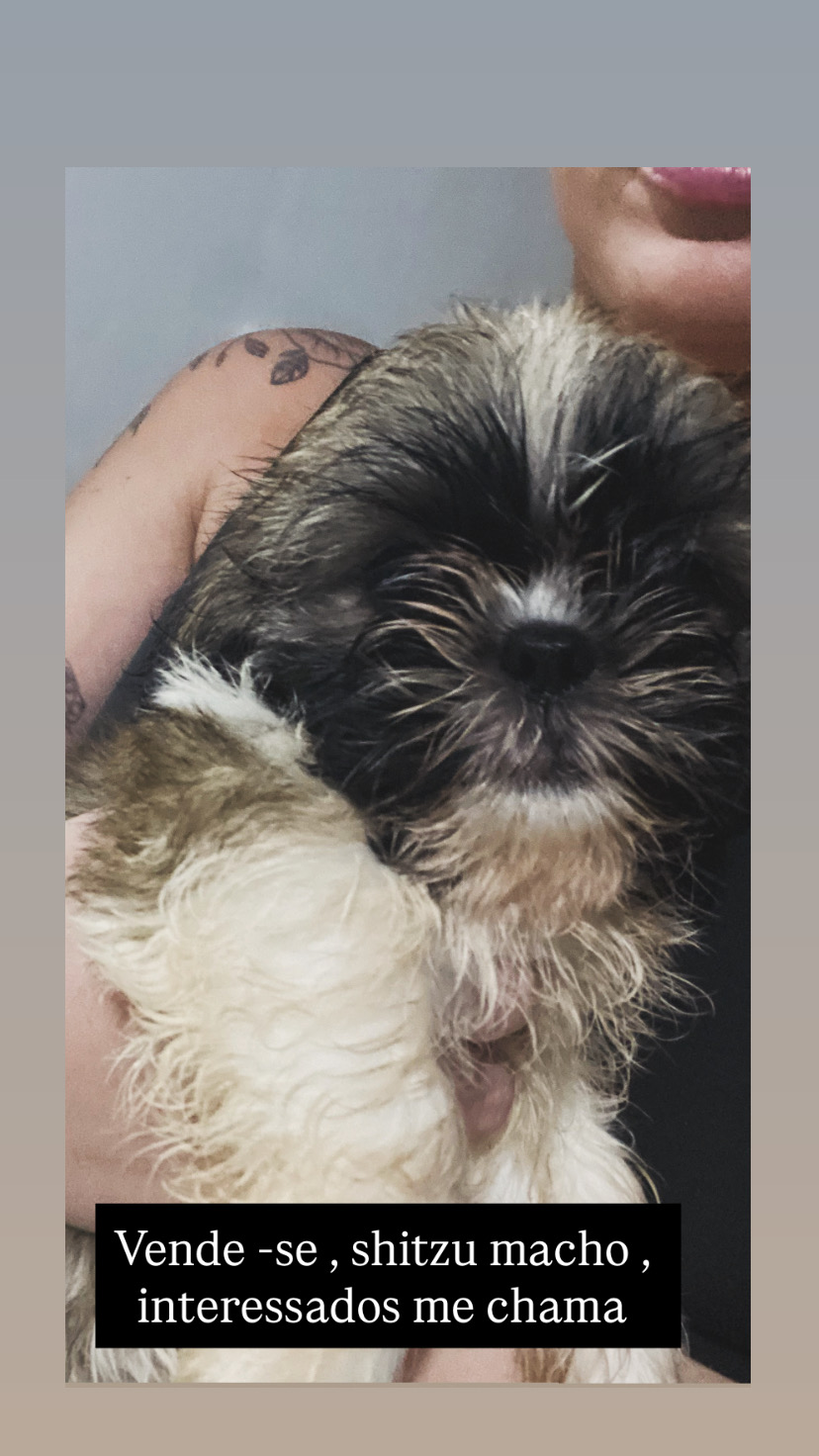 Vendo shitzu macho porte super pequeno  - Foto 2