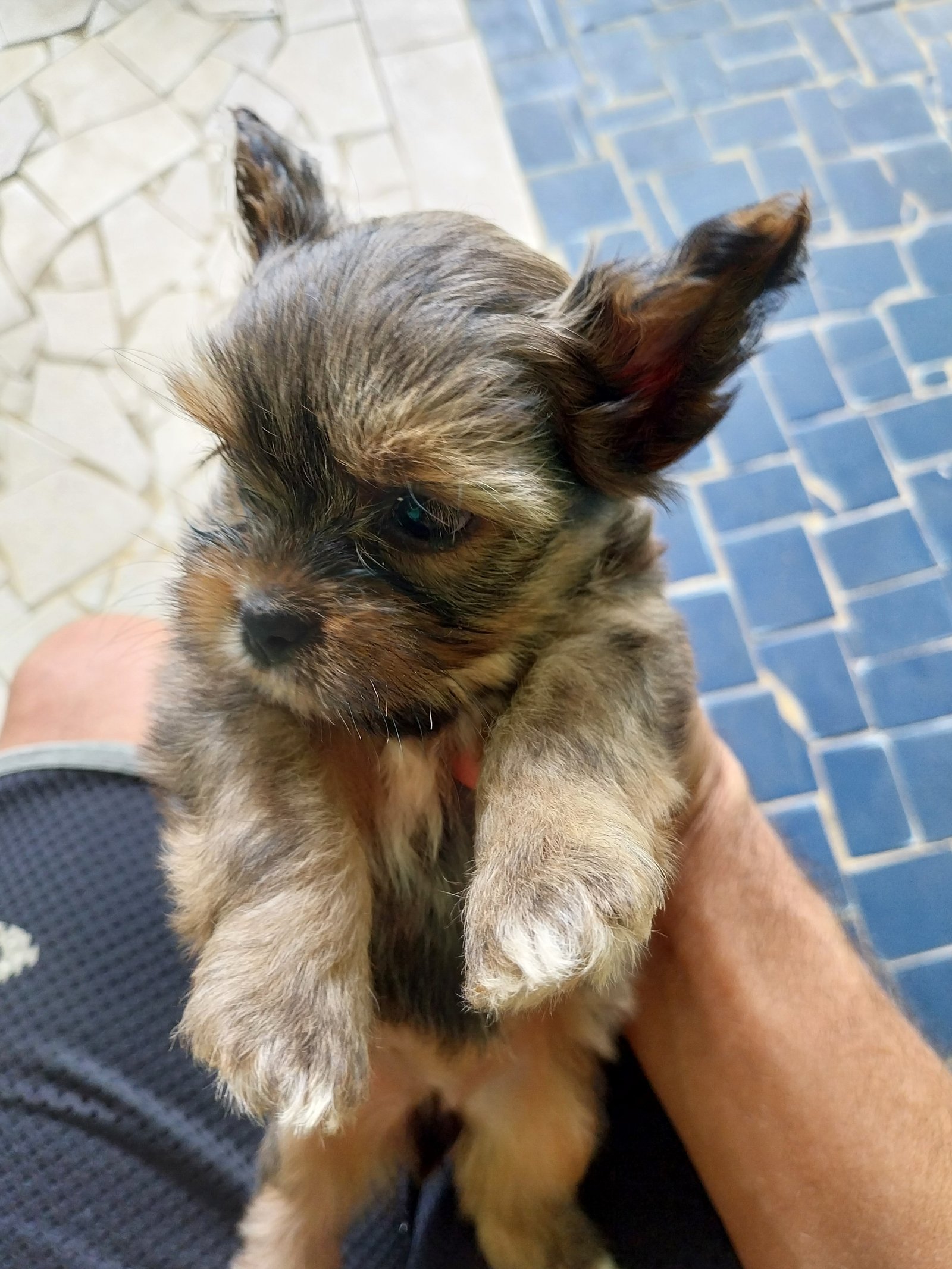 Cachorro 