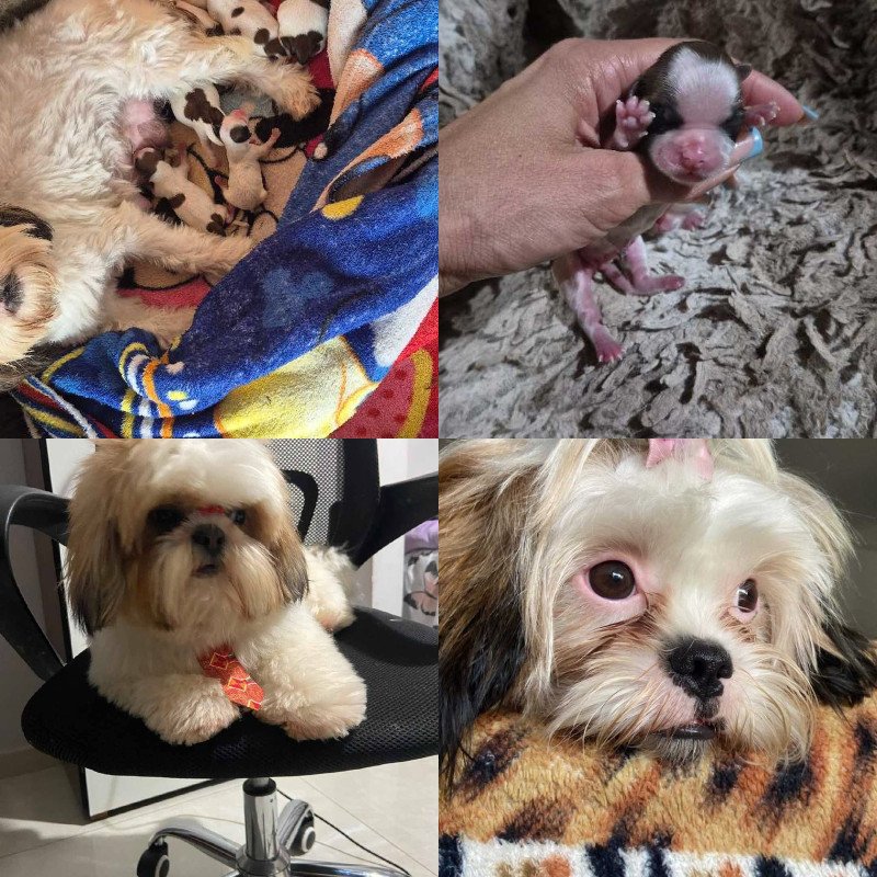 Fofuras de pelo, machos de shitzu disponível