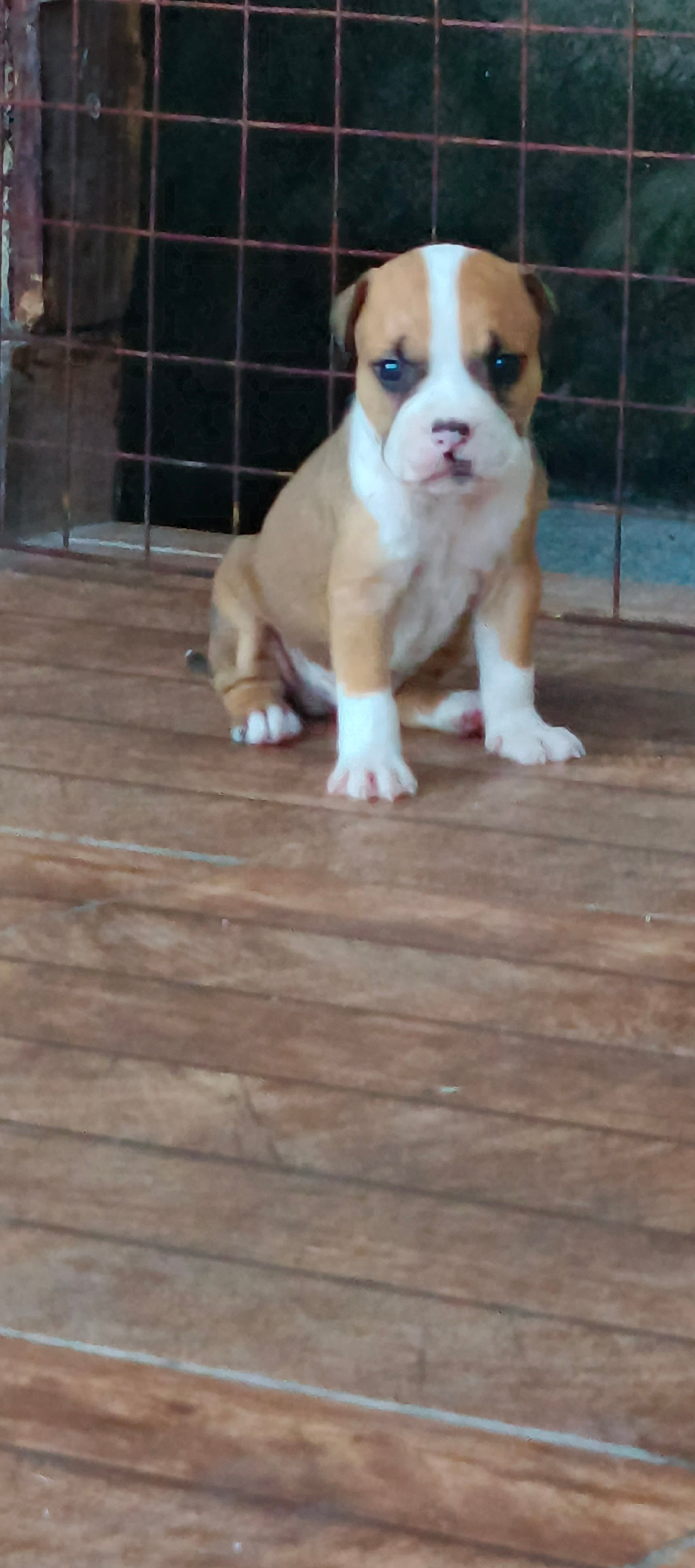 Filhotes American pitbull - Foto 4