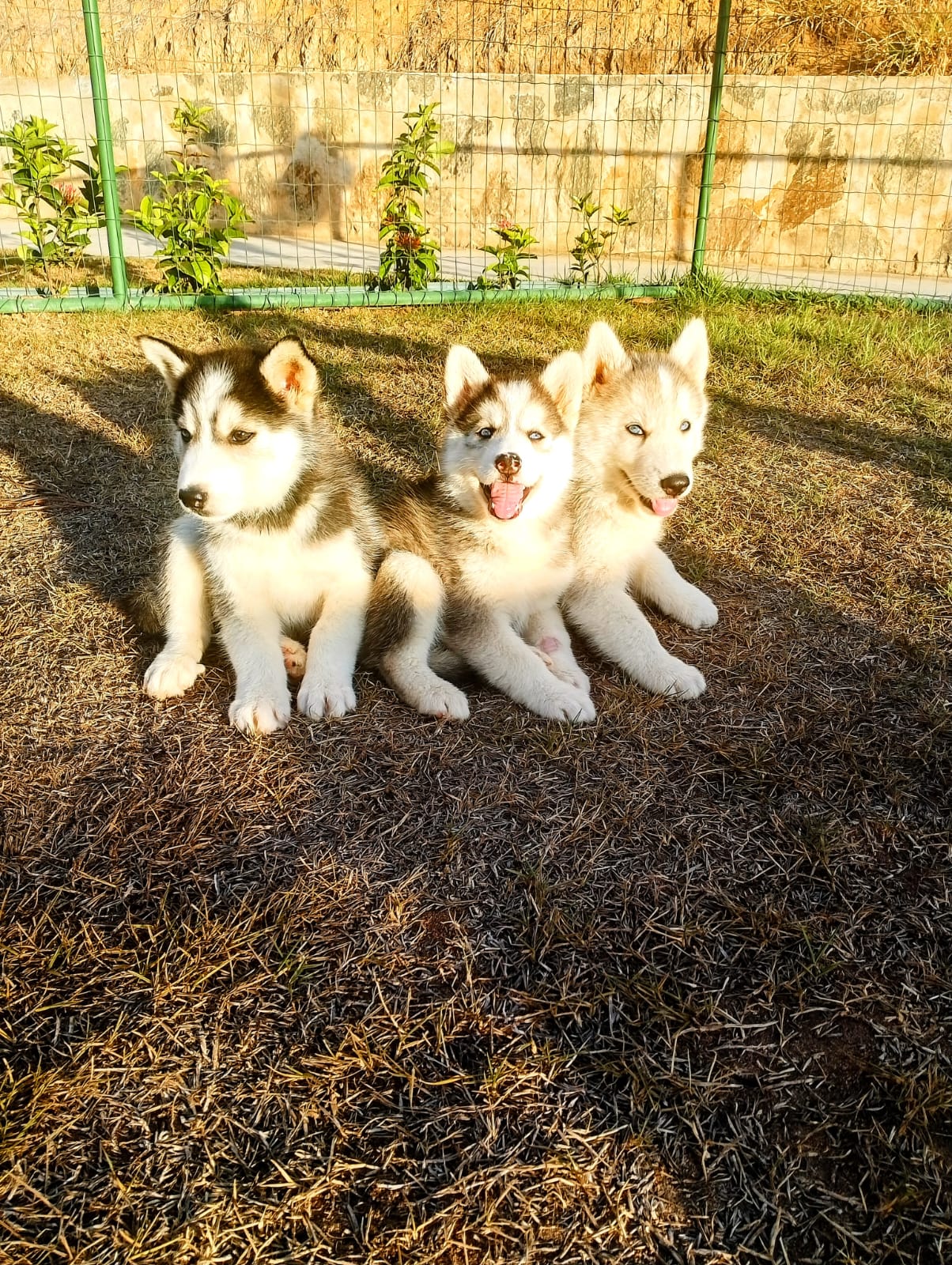 Portal Vendocão Filhotes de husky siberiano  Feira de Santana