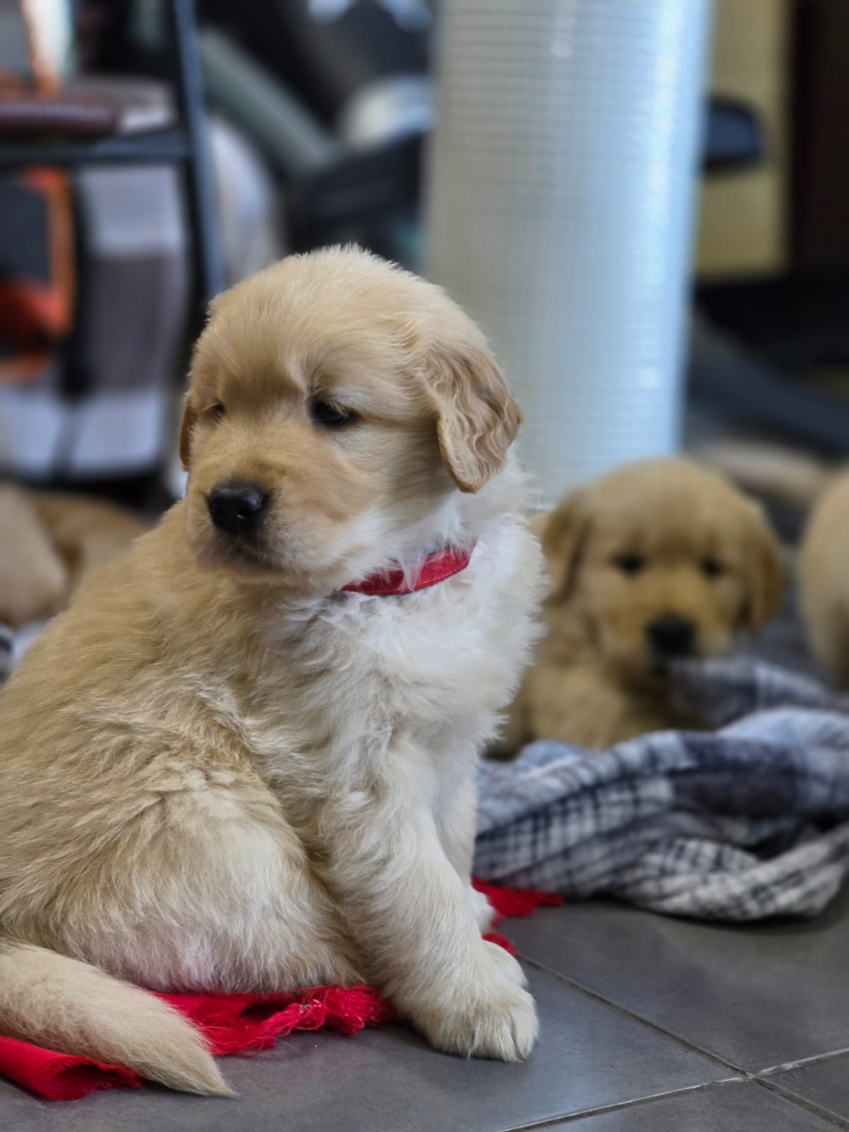 Golden Retriever