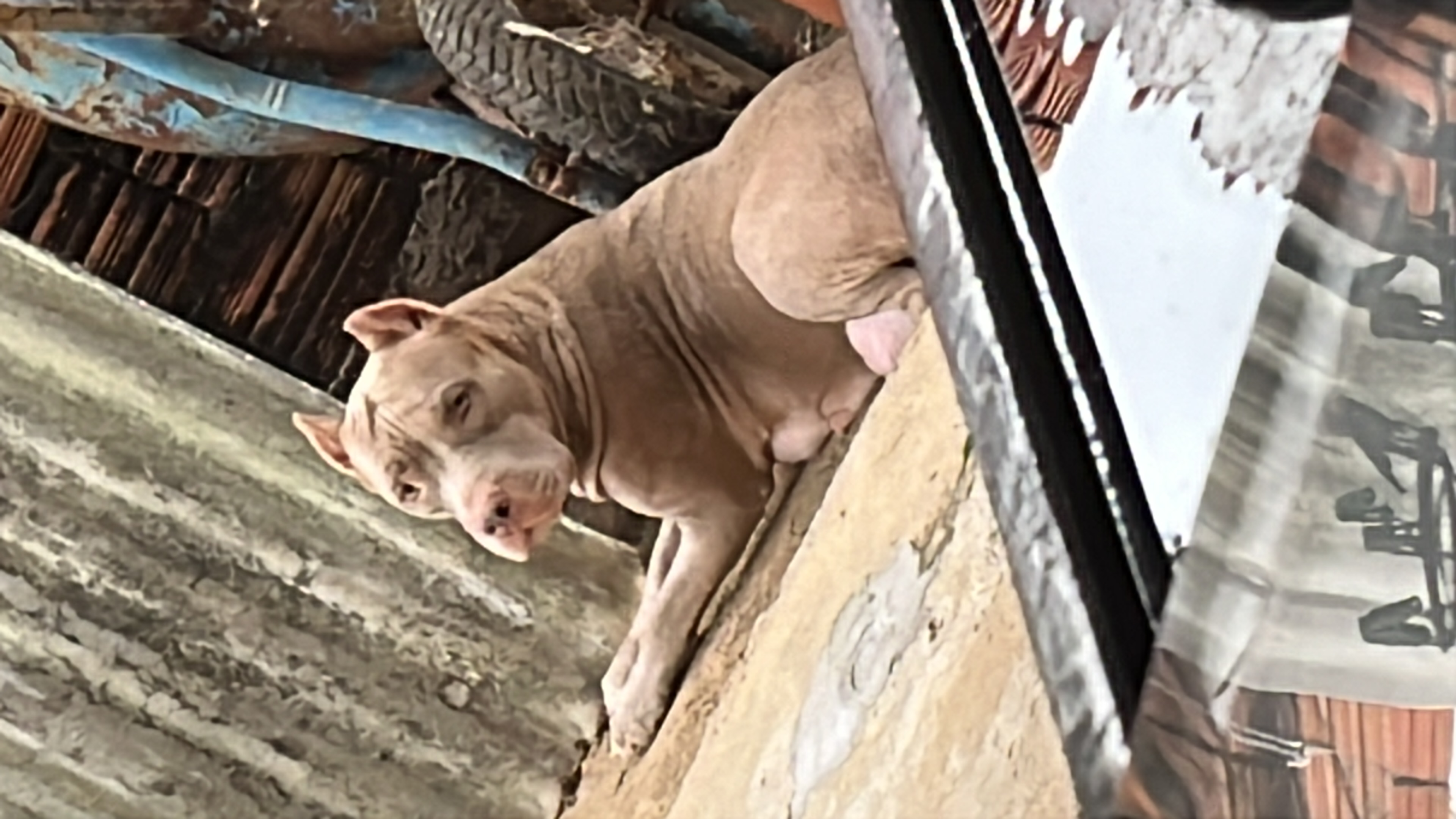 Portal Vendocão Filhotes de pitmonster São José de Ribamar