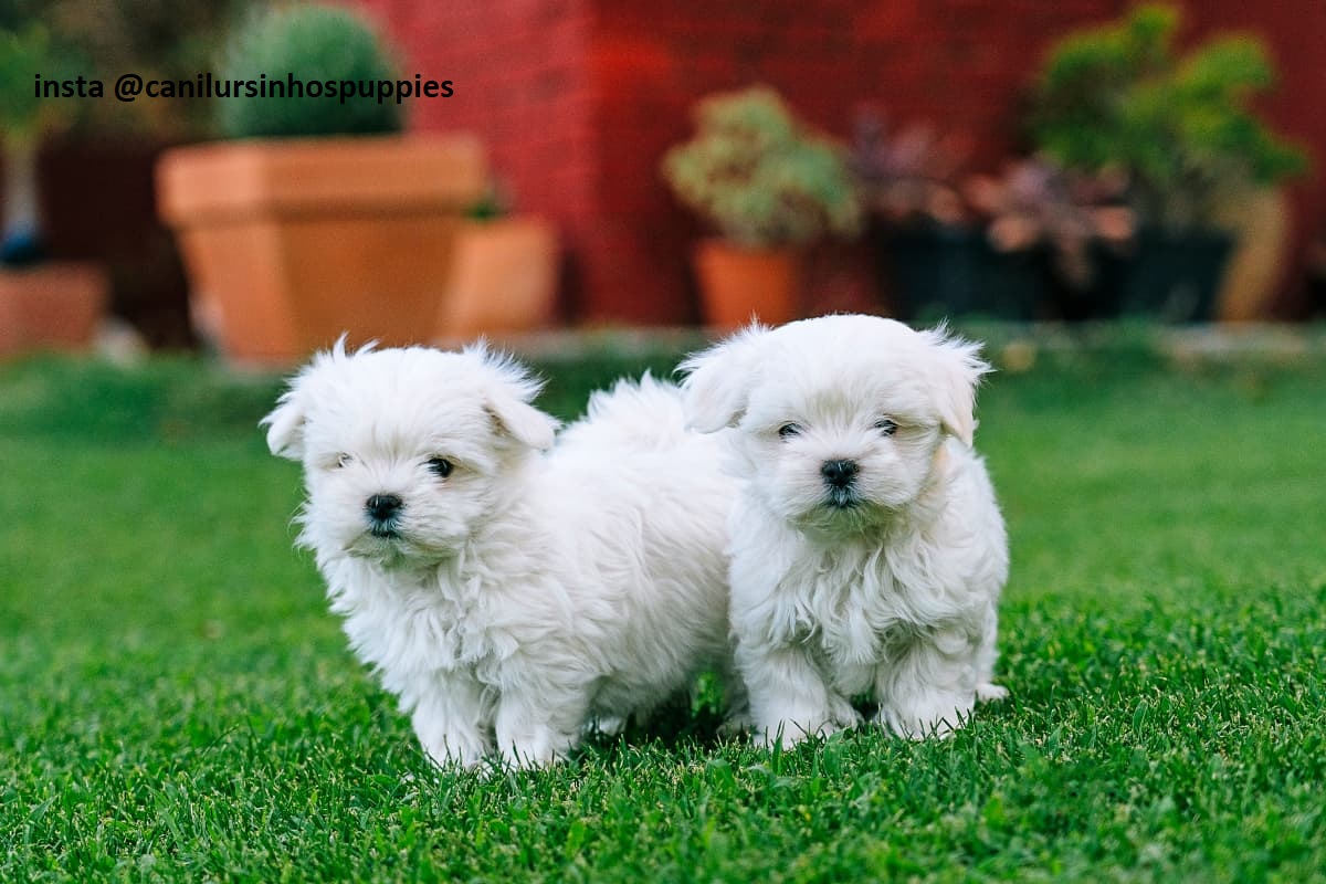 lhasa apso garanta hoje seu bebe #canilursinhospuppies  - Foto 3