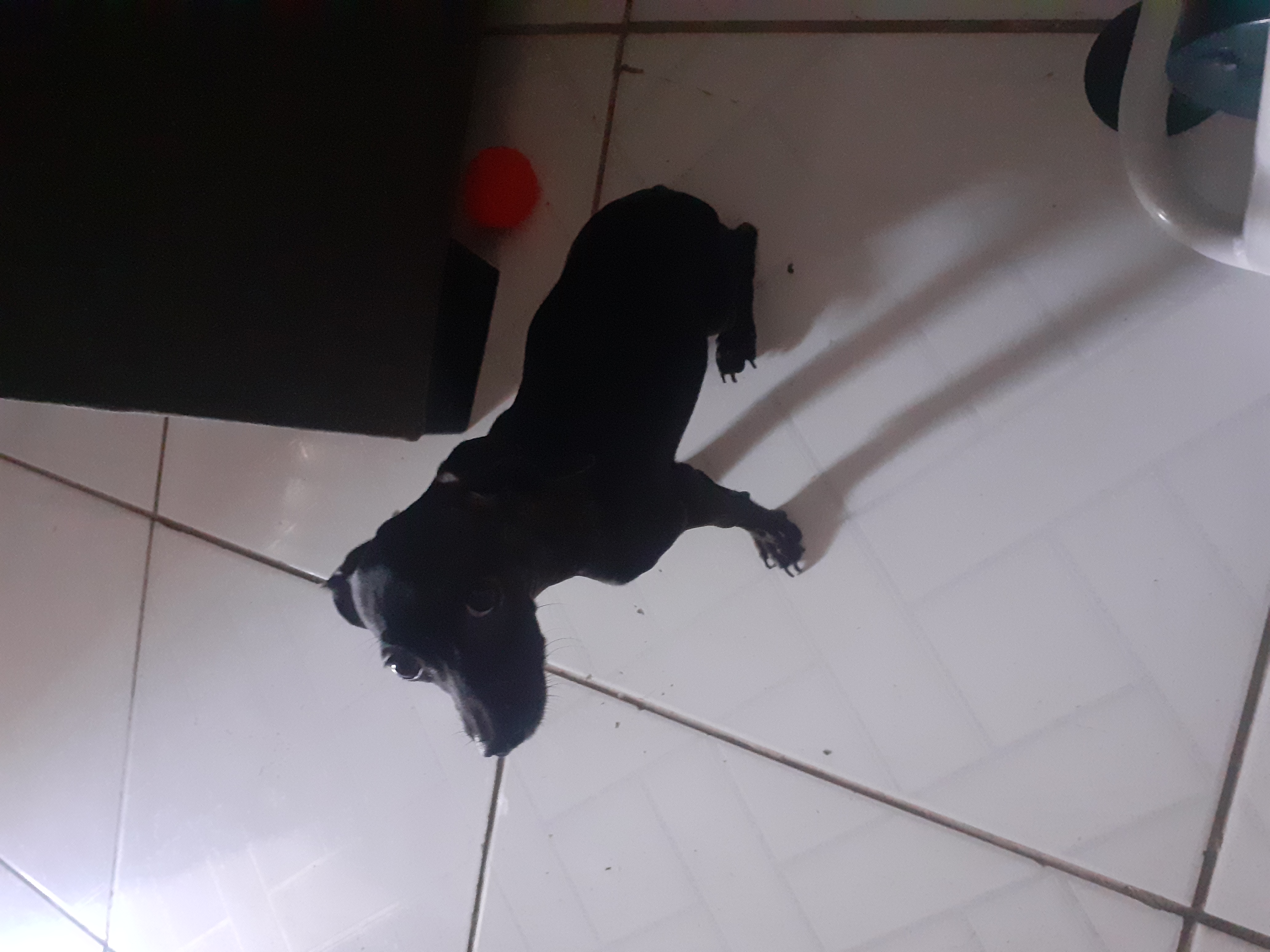 Portal Vendocão Pinsher 1 Olinda