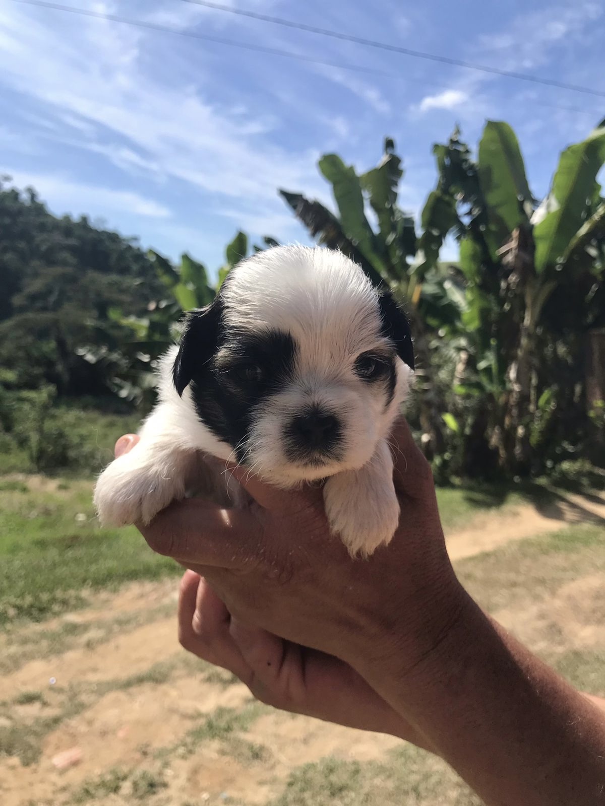 Portal Vendocão vende-se filhote shih-tzu volta redonda