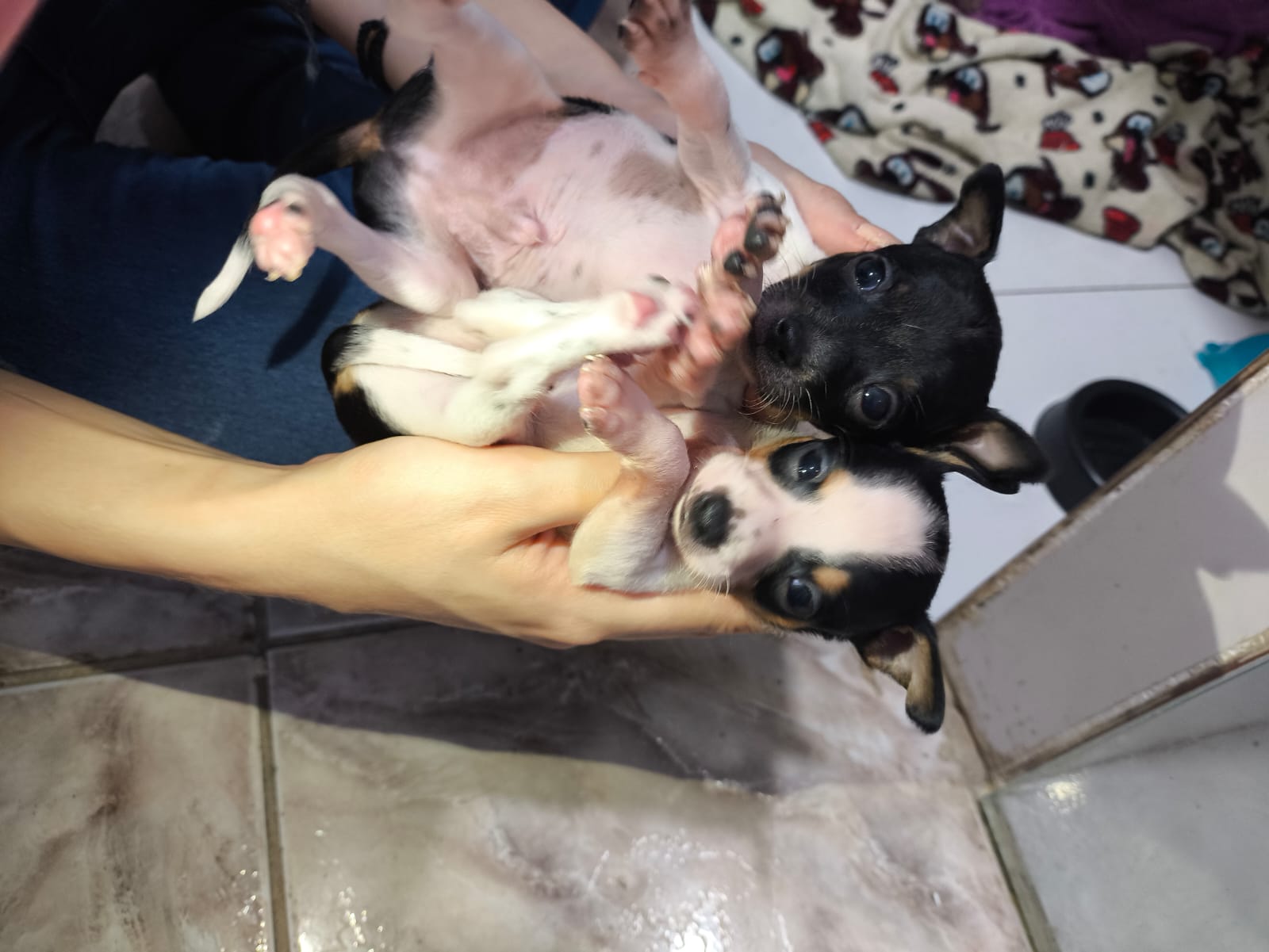 Portal Vendocão Vendo filhotes de pinscher Montes Claros