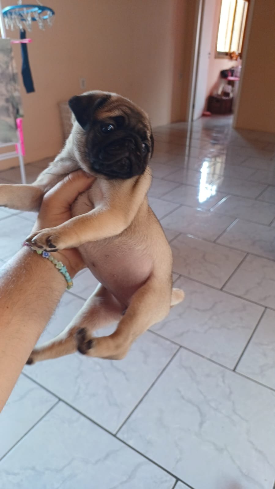Pug femea - Foto 1