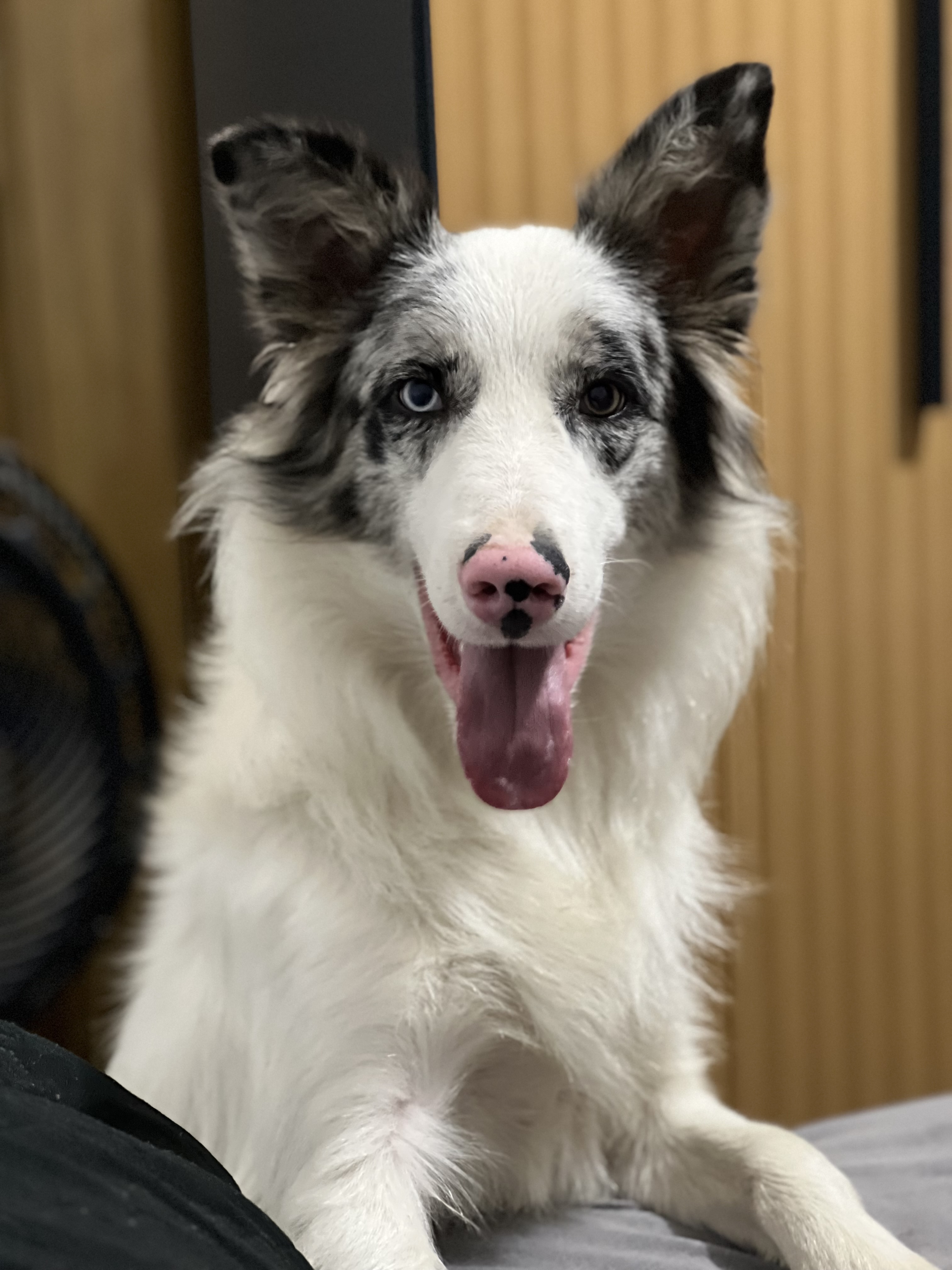 Portal Vendocão Vende se Border collie  Cabo Frio 