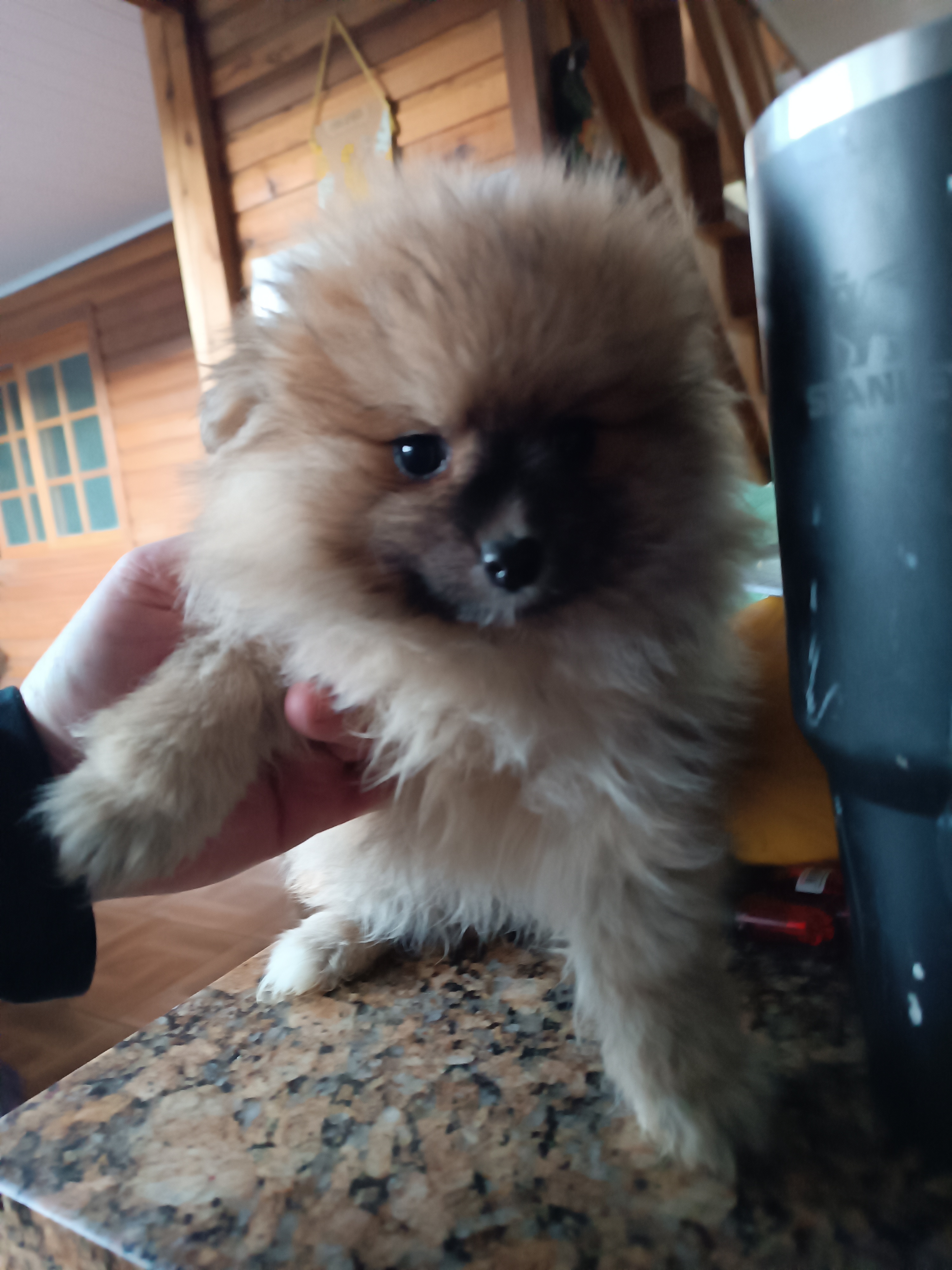 Cachorro  - Foto 4
