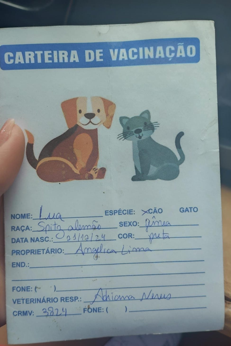 Portal Vendocão Lulu da Pomerânia fêmea  Jaboatão 