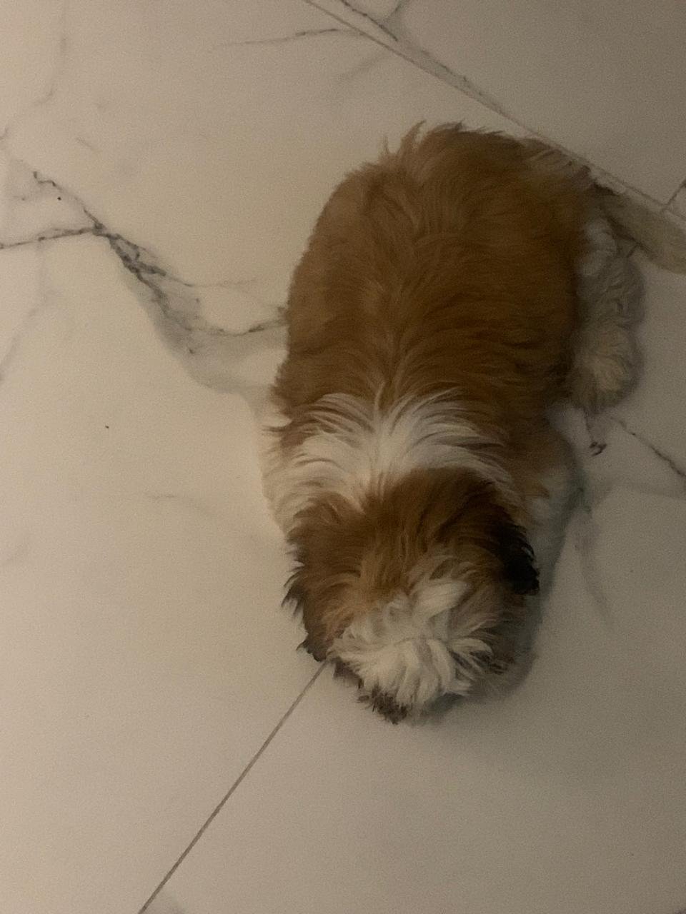 Vendo Shih tzu - Foto 1