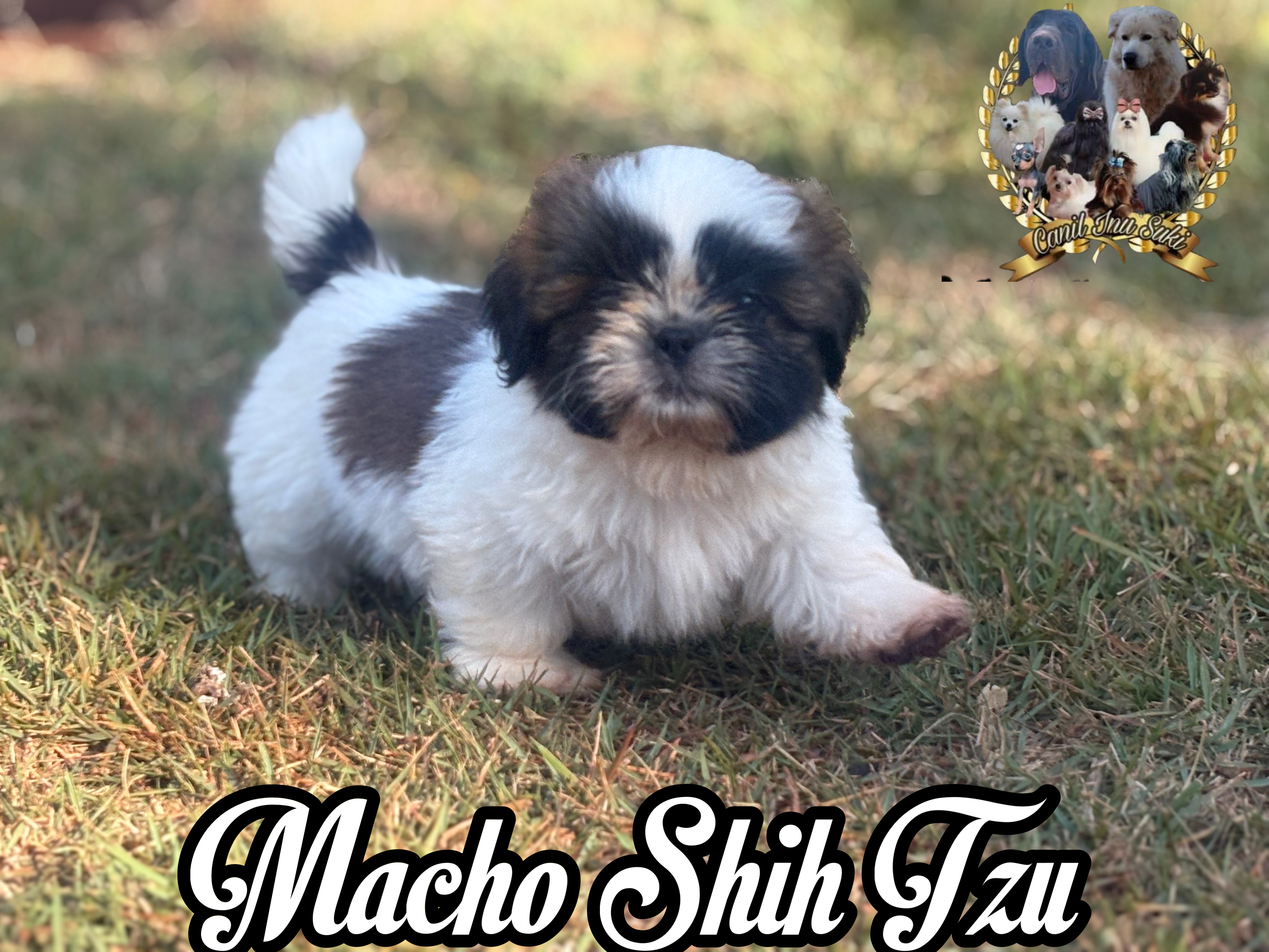 Filhotes de Shih Tzu  - Foto 3