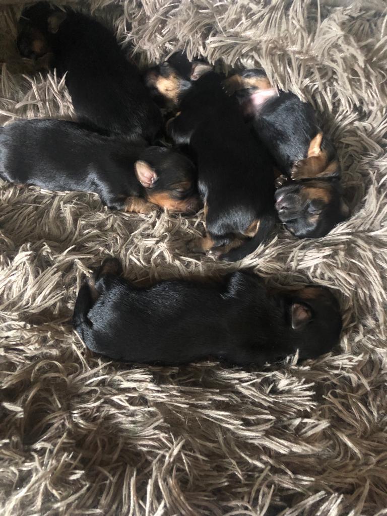 Yorkshire Terrier - Foto 2