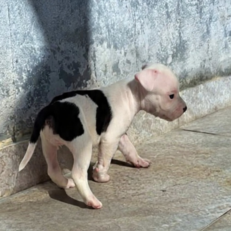 Lindo filhote de American bully - Foto 1