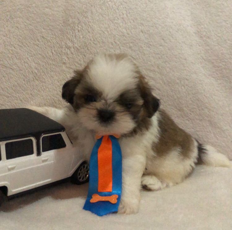 Portal Vendocão Shihtzu macho  Fortaleza 