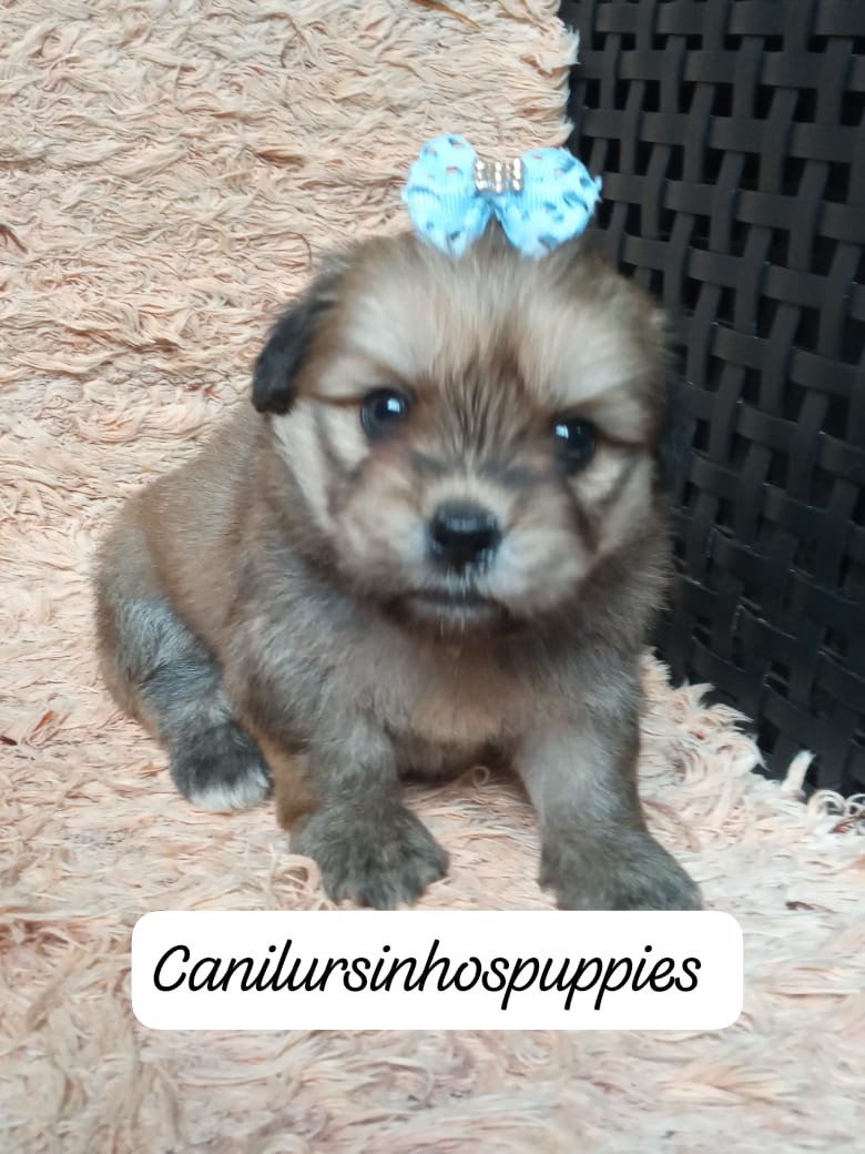 Portal Vendocão lhasa apso lindos bebes disponivel #canilursinhospuppies  araraquara 