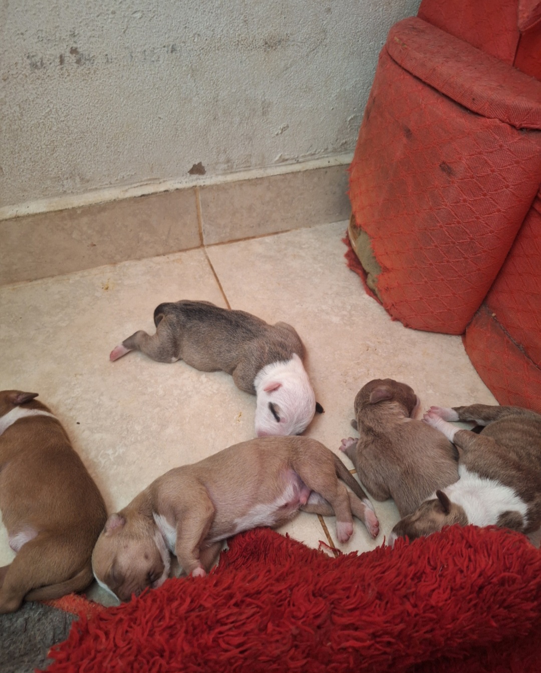 Filhotes de Pitt bull monster - Foto 1