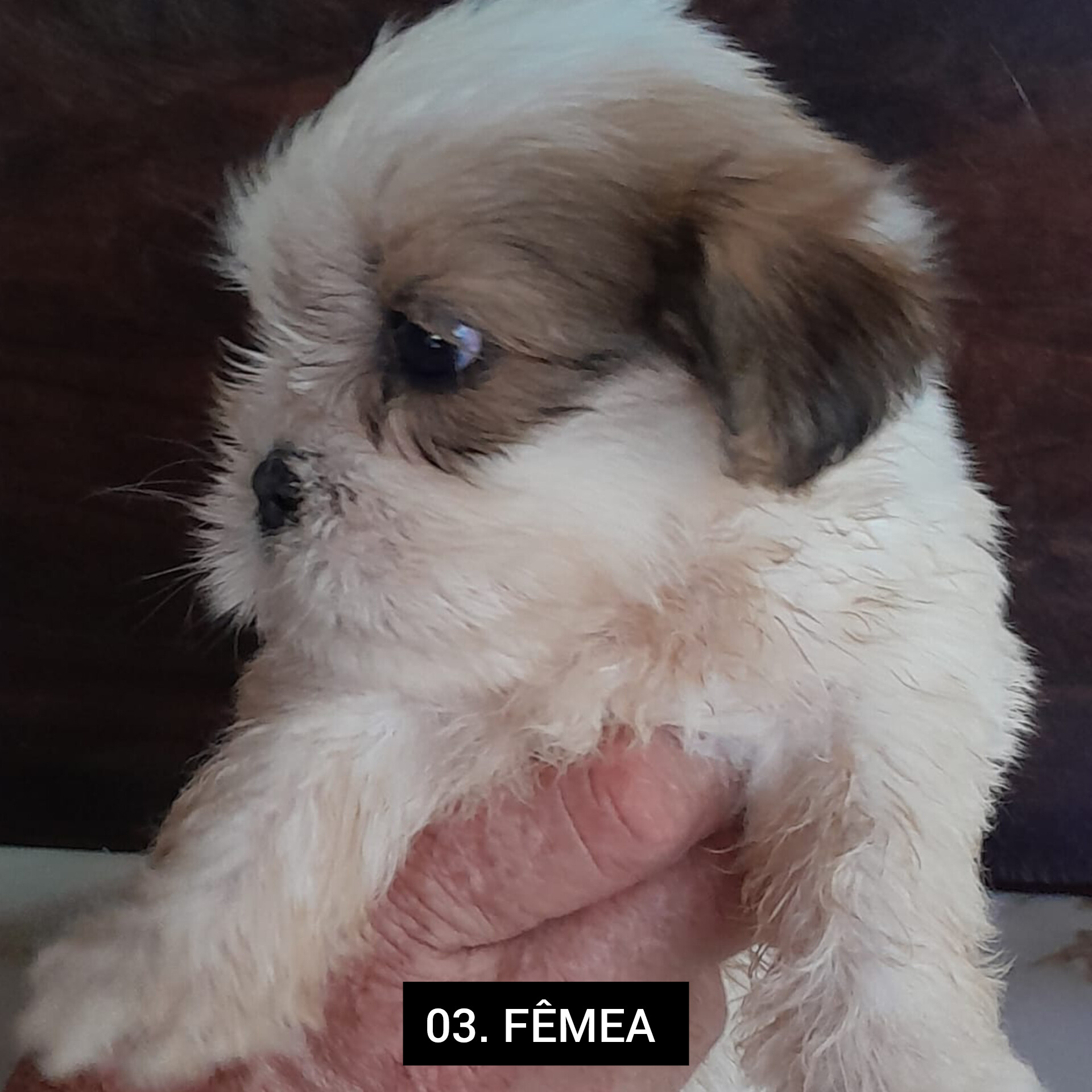 Portal Vendocão Filhotes Lhasa Apso Várzea Grande