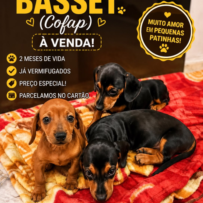 Vendo 3 filhotes Basset (Cofap) 2 machos 1 fêmea - Foto 1