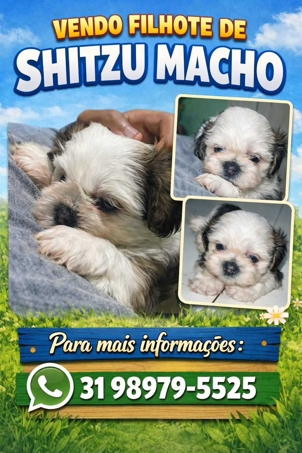Vendo filhote de Shitzu 