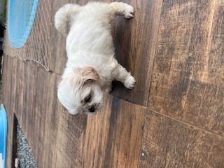 Portal Vendocão Filhotes machinhos prontos para entrega BARRA VELHA