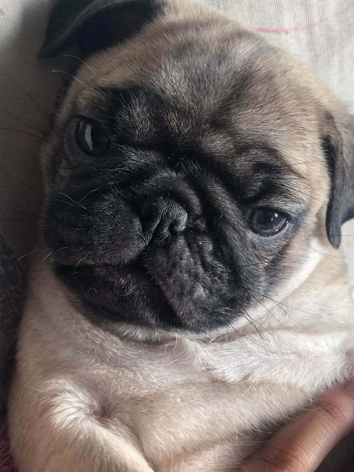 Portal Vendocão Filhotes de Pug Porto Alegre