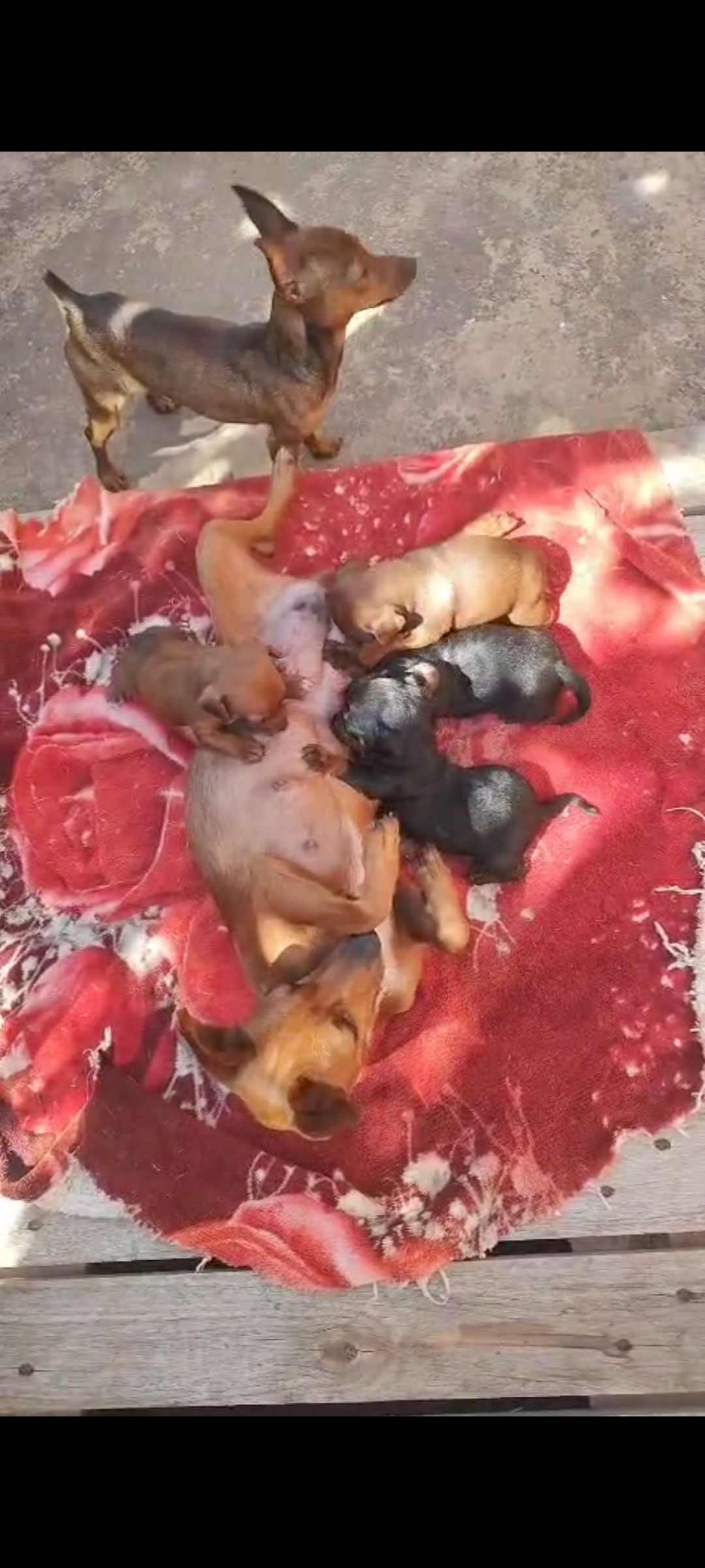 Portal Vendocão Filhote de Pinscher  ,mãe 2 e o pai 0 Tabatinga