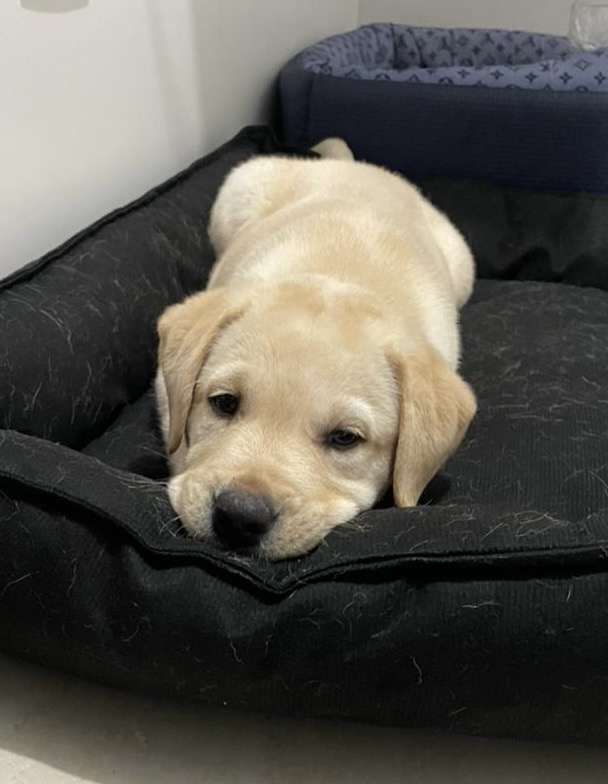 Labrador filhote - Foto 2